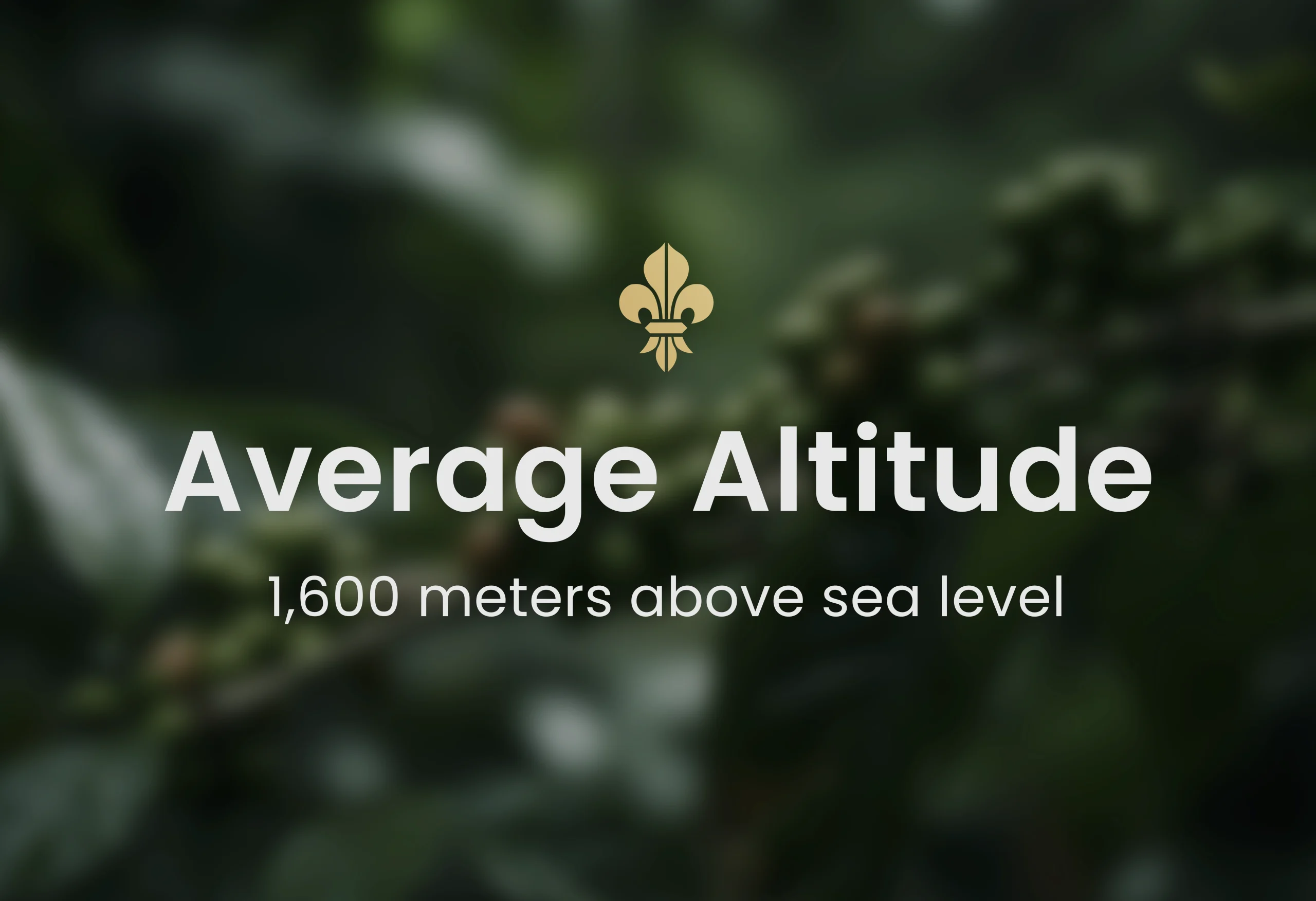 Guatemalan coffee, best Guatemalan coffee, Guatemalan coffee beans, single-origin Guatemalan coffee, Guatemalan coffee flavor, Guatemalan coffee taste, Guatemalan coffee reviews, buy Guatemalan coffee, organic Guatemalan coffee, fair trade Guatemalan coffee, Guatemalan coffee brands, Guatemalan coffee regions, volcanic soil coffee, Guatemalan coffee growers, high altitude coffee, specialty Guatemalan coffee, Guatemalan coffee farm, Guatemalan coffee roasters, Guatemalan coffee exporters, premium Guatemalan coffee, Guatemalan coffee varieties, Guatemalan espresso, Guatemalan drip coffee, Guatemalan coffee pods, Guatemalan coffee subscription, Guatemalan coffee online, Guatemalan coffee near me, Guatemalan coffee history, Guatemalan coffee culture, Guatemalan coffee benefits, fresh Guatemalan coffee, Guatemalan coffee aroma, Guatemalan coffee notes, Guatemalan coffee brewing, Guatemalan coffee guide, Guatemalan coffee tips, authentic Guatemalan coffee, Guatemalan coffee gift, Guatemalan coffee pack, Guatemalan coffee shop, Guatemalan coffee taste test, Guatemalan coffee profile, hand-picked Guatemalan coffee, Guatemalan coffee flavors, unique Guatemalan coffee, Guatemalan coffee suppliers, best coffee from Guatemala, Coffee beans, Coffee, Guatemala, Guatemalan, best espresso machines, best coffee shop in Guatemala,