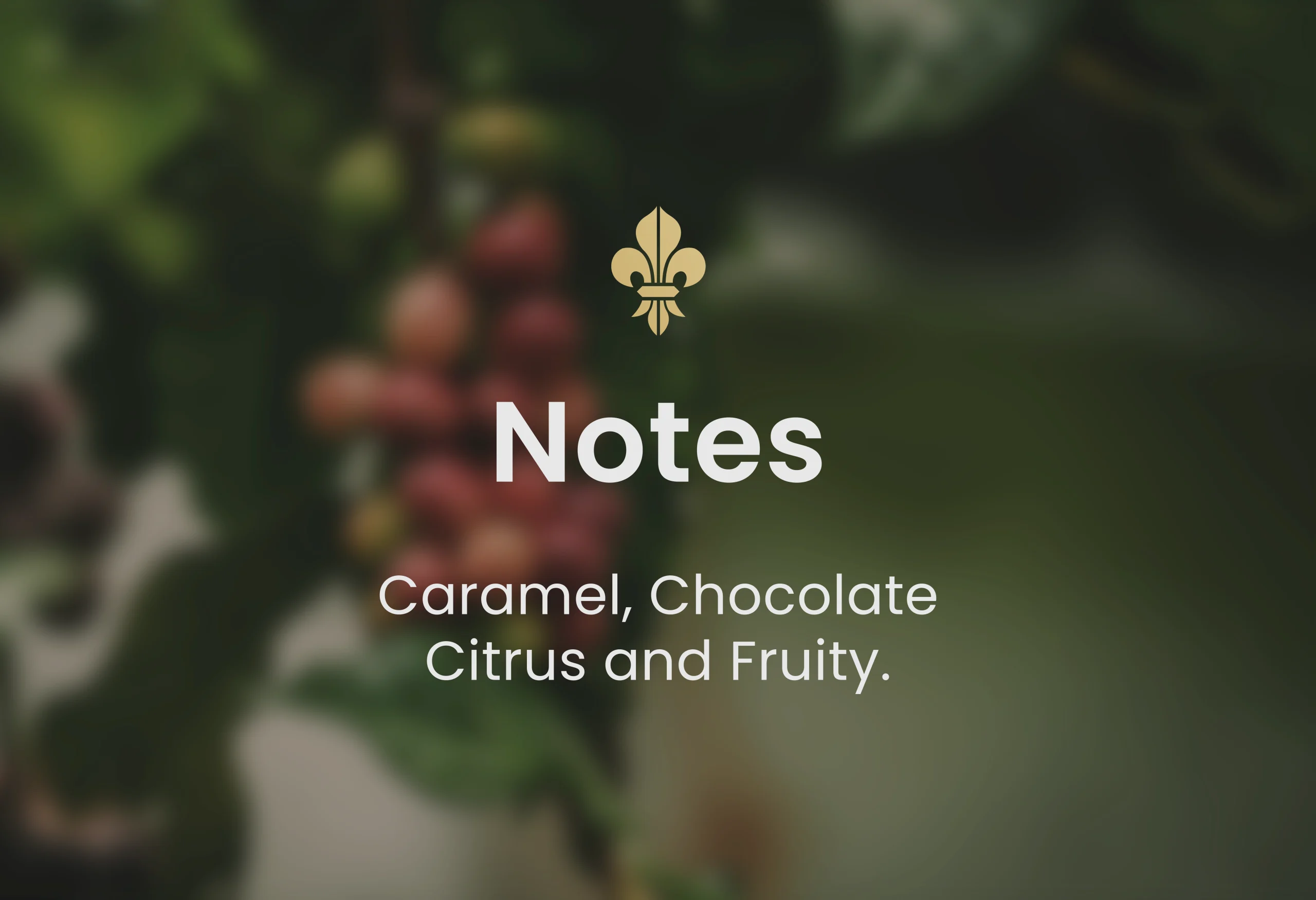 Guatemalan coffee, best Guatemalan coffee, Guatemalan coffee beans, single-origin Guatemalan coffee, Guatemalan coffee flavor, Guatemalan coffee taste, Guatemalan coffee reviews, buy Guatemalan coffee, organic Guatemalan coffee, fair trade Guatemalan coffee, Guatemalan coffee brands, Guatemalan coffee regions, volcanic soil coffee, Guatemalan coffee growers, high altitude coffee, specialty Guatemalan coffee, Guatemalan coffee farm, Guatemalan coffee roasters, Guatemalan coffee exporters, premium Guatemalan coffee, Guatemalan coffee varieties, Guatemalan espresso, Guatemalan drip coffee, Guatemalan coffee pods, Guatemalan coffee subscription, Guatemalan coffee online, Guatemalan coffee near me, Guatemalan coffee history, Guatemalan coffee culture, Guatemalan coffee benefits, fresh Guatemalan coffee, Guatemalan coffee aroma, Guatemalan coffee notes, Guatemalan coffee brewing, Guatemalan coffee guide, Guatemalan coffee tips, authentic Guatemalan coffee, Guatemalan coffee gift, Guatemalan coffee pack, Guatemalan coffee shop, Guatemalan coffee taste test, Guatemalan coffee profile, hand-picked Guatemalan coffee, Guatemalan coffee flavors, unique Guatemalan coffee, Guatemalan coffee suppliers, best coffee from Guatemala, Coffee beans, Coffee, Guatemala, Guatemalan, best espresso machines, best coffee shop in Guatemala,