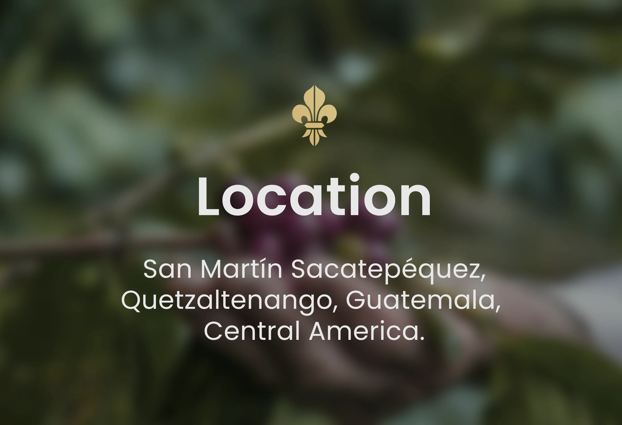 Guatemalan coffee, best Guatemalan coffee, Guatemalan coffee beans, single-origin Guatemalan coffee, Guatemalan coffee flavor, Guatemalan coffee taste, Guatemalan coffee reviews, buy Guatemalan coffee, organic Guatemalan coffee, fair trade Guatemalan coffee, Guatemalan coffee brands, Guatemalan coffee regions, volcanic soil coffee, Guatemalan coffee growers, high altitude coffee, specialty Guatemalan coffee, Guatemalan coffee farm, Guatemalan coffee roasters, Guatemalan coffee exporters, premium Guatemalan coffee, Guatemalan coffee varieties, Guatemalan espresso, Guatemalan drip coffee, Guatemalan coffee pods, Guatemalan coffee subscription, Guatemalan coffee online, Guatemalan coffee near me, Guatemalan coffee history, Guatemalan coffee culture, Guatemalan coffee benefits, fresh Guatemalan coffee, Guatemalan coffee aroma, Guatemalan coffee notes, Guatemalan coffee brewing, Guatemalan coffee guide, Guatemalan coffee tips, authentic Guatemalan coffee, Guatemalan coffee gift, Guatemalan coffee pack, Guatemalan coffee shop, Guatemalan coffee taste test, Guatemalan coffee profile, hand-picked Guatemalan coffee, Guatemalan coffee flavors, unique Guatemalan coffee, Guatemalan coffee suppliers, best coffee from Guatemala, Coffee beans, Coffee, Guatemala, Guatemalan, best espresso machines, best coffee shop in Guatemala,