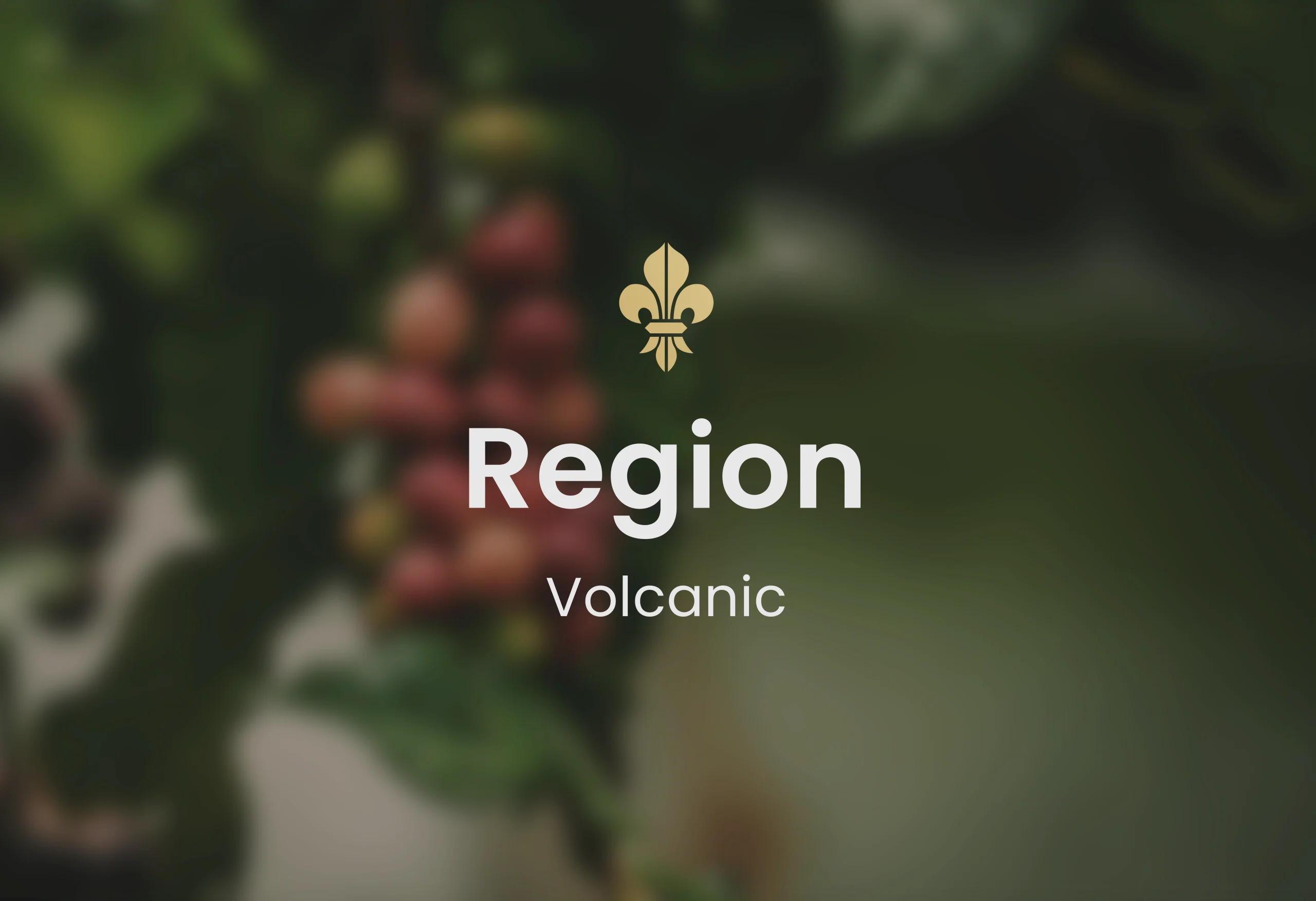 Guatemalan coffee, best Guatemalan coffee, Guatemalan coffee beans, single-origin Guatemalan coffee, Guatemalan coffee flavor, Guatemalan coffee taste, Guatemalan coffee reviews, buy Guatemalan coffee, organic Guatemalan coffee, fair trade Guatemalan coffee, Guatemalan coffee brands, Guatemalan coffee regions, volcanic soil coffee, Guatemalan coffee growers, high altitude coffee, specialty Guatemalan coffee, Guatemalan coffee farm, Guatemalan coffee roasters, Guatemalan coffee exporters, premium Guatemalan coffee, Guatemalan coffee varieties, Guatemalan espresso, Guatemalan drip coffee, Guatemalan coffee pods, Guatemalan coffee subscription, Guatemalan coffee online, Guatemalan coffee near me, Guatemalan coffee history, Guatemalan coffee culture, Guatemalan coffee benefits, fresh Guatemalan coffee, Guatemalan coffee aroma, Guatemalan coffee notes, Guatemalan coffee brewing, Guatemalan coffee guide, Guatemalan coffee tips, authentic Guatemalan coffee, Guatemalan coffee gift, Guatemalan coffee pack, Guatemalan coffee shop, Guatemalan coffee taste test, Guatemalan coffee profile, hand-picked Guatemalan coffee, Guatemalan coffee flavors, unique Guatemalan coffee, Guatemalan coffee suppliers, best coffee from Guatemala, Coffee beans, Coffee, Guatemala, Guatemalan, best espresso machines, best coffee shop in Guatemala,