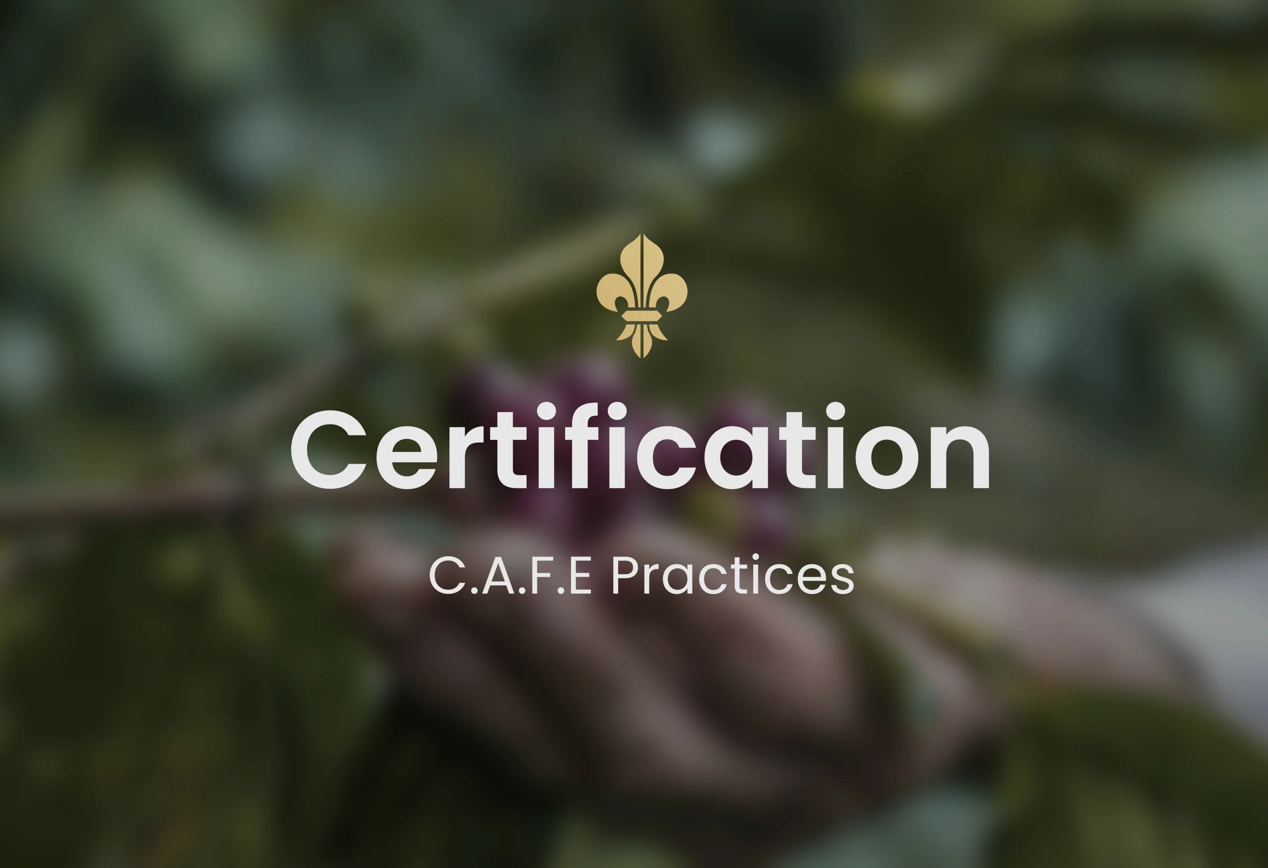 Guatemalan coffee, best Guatemalan coffee, Guatemalan coffee beans, single-origin Guatemalan coffee, Guatemalan coffee flavor, Guatemalan coffee taste, Guatemalan coffee reviews, buy Guatemalan coffee, organic Guatemalan coffee, fair trade Guatemalan coffee, Guatemalan coffee brands, Guatemalan coffee regions, volcanic soil coffee, Guatemalan coffee growers, high altitude coffee, specialty Guatemalan coffee, Guatemalan coffee farm, Guatemalan coffee roasters, Guatemalan coffee exporters, premium Guatemalan coffee, Guatemalan coffee varieties, Guatemalan espresso, Guatemalan drip coffee, Guatemalan coffee pods, Guatemalan coffee subscription, Guatemalan coffee online, Guatemalan coffee near me, Guatemalan coffee history, Guatemalan coffee culture, Guatemalan coffee benefits, fresh Guatemalan coffee, Guatemalan coffee aroma, Guatemalan coffee notes, Guatemalan coffee brewing, Guatemalan coffee guide, Guatemalan coffee tips, authentic Guatemalan coffee, Guatemalan coffee gift, Guatemalan coffee pack, Guatemalan coffee shop, Guatemalan coffee taste test, Guatemalan coffee profile, hand-picked Guatemalan coffee, Guatemalan coffee flavors, unique Guatemalan coffee, Guatemalan coffee suppliers, best coffee from Guatemala, Coffee beans, Coffee, Guatemala, Guatemalan, best espresso machines, best coffee shop in Guatemala,