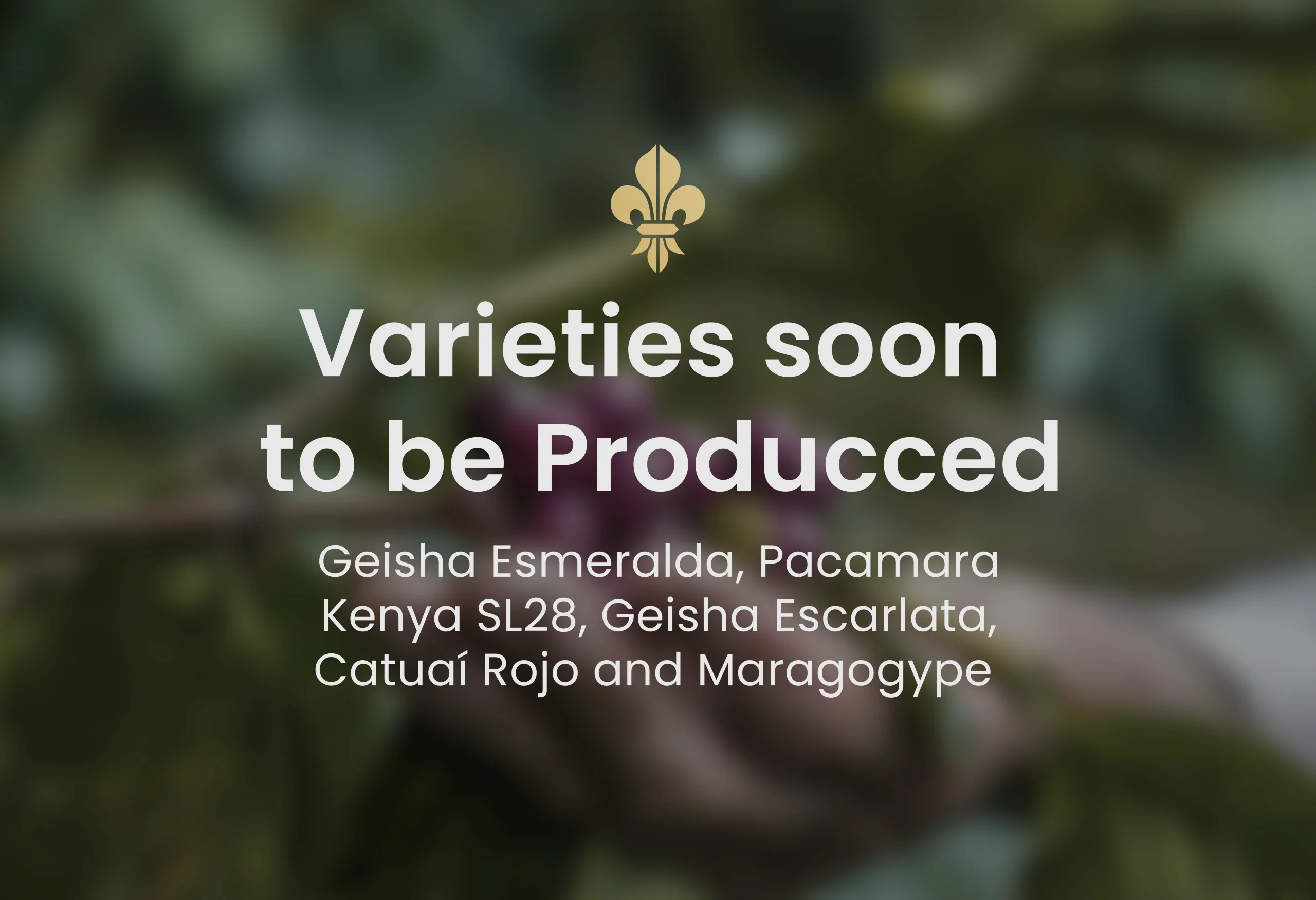Guatemalan coffee, best Guatemalan coffee, Guatemalan coffee beans, single-origin Guatemalan coffee, Guatemalan coffee flavor, Guatemalan coffee taste, Guatemalan coffee reviews, buy Guatemalan coffee, organic Guatemalan coffee, fair trade Guatemalan coffee, Guatemalan coffee brands, Guatemalan coffee regions, volcanic soil coffee, Guatemalan coffee growers, high altitude coffee, specialty Guatemalan coffee, Guatemalan coffee farm, Guatemalan coffee roasters, Guatemalan coffee exporters, premium Guatemalan coffee, Guatemalan coffee varieties, Guatemalan espresso, Guatemalan drip coffee, Guatemalan coffee pods, Guatemalan coffee subscription, Guatemalan coffee online, Guatemalan coffee near me, Guatemalan coffee history, Guatemalan coffee culture, Guatemalan coffee benefits, fresh Guatemalan coffee, Guatemalan coffee aroma, Guatemalan coffee notes, Guatemalan coffee brewing, Guatemalan coffee guide, Guatemalan coffee tips, authentic Guatemalan coffee, Guatemalan coffee gift, Guatemalan coffee pack, Guatemalan coffee shop, Guatemalan coffee taste test, Guatemalan coffee profile, hand-picked Guatemalan coffee, Guatemalan coffee flavors, unique Guatemalan coffee, Guatemalan coffee suppliers, best coffee from Guatemala, Coffee beans, Coffee, Guatemala, Guatemalan, best espresso machines, best coffee shop in Guatemala,