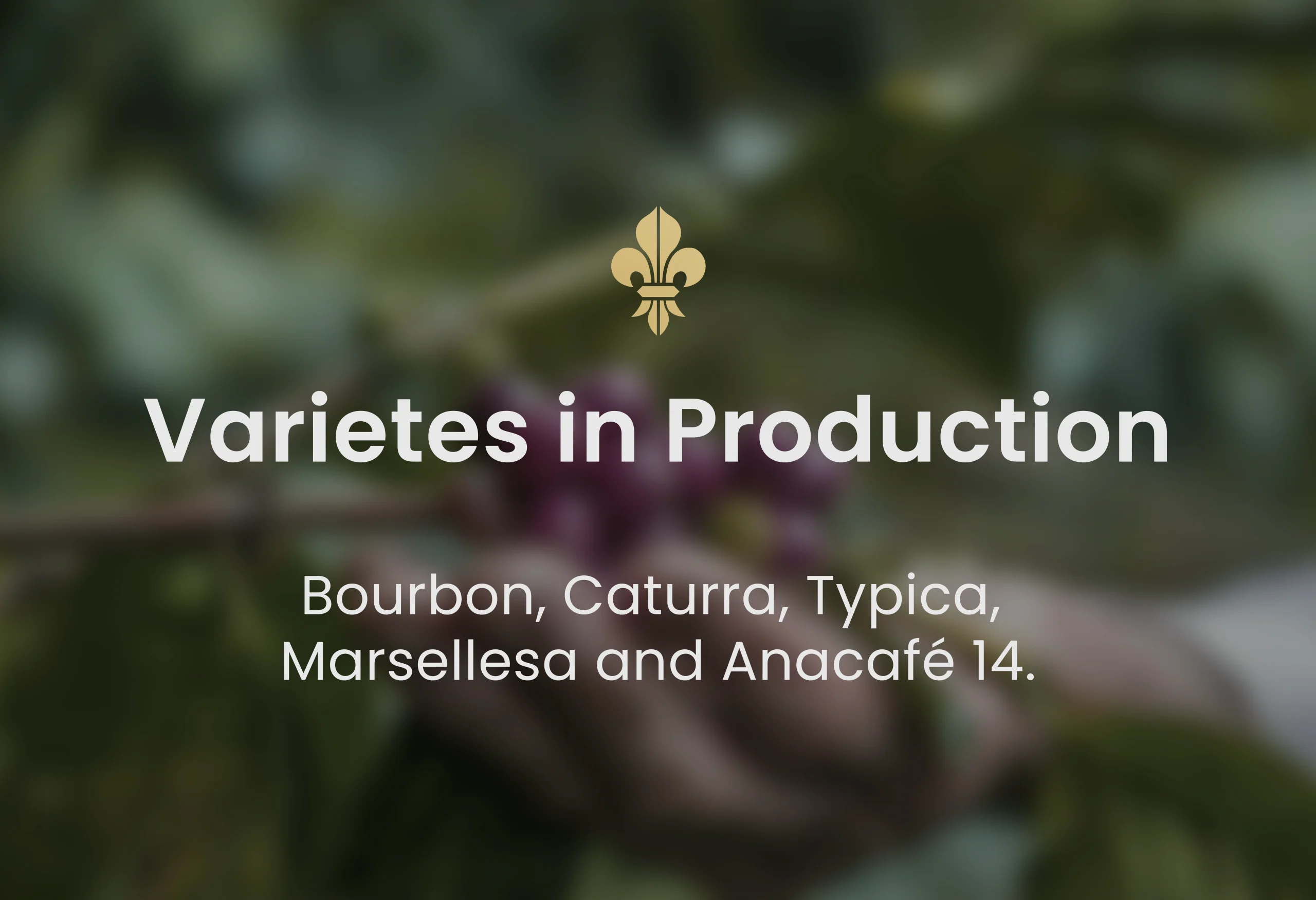 Guatemalan coffee, best Guatemalan coffee, Guatemalan coffee beans, single-origin Guatemalan coffee, Guatemalan coffee flavor, Guatemalan coffee taste, Guatemalan coffee reviews, buy Guatemalan coffee, organic Guatemalan coffee, fair trade Guatemalan coffee, Guatemalan coffee brands, Guatemalan coffee regions, volcanic soil coffee, Guatemalan coffee growers, high altitude coffee, specialty Guatemalan coffee, Guatemalan coffee farm, Guatemalan coffee roasters, Guatemalan coffee exporters, premium Guatemalan coffee, Guatemalan coffee varieties, Guatemalan espresso, Guatemalan drip coffee, Guatemalan coffee pods, Guatemalan coffee subscription, Guatemalan coffee online, Guatemalan coffee near me, Guatemalan coffee history, Guatemalan coffee culture, Guatemalan coffee benefits, fresh Guatemalan coffee, Guatemalan coffee aroma, Guatemalan coffee notes, Guatemalan coffee brewing, Guatemalan coffee guide, Guatemalan coffee tips, authentic Guatemalan coffee, Guatemalan coffee gift, Guatemalan coffee pack, Guatemalan coffee shop, Guatemalan coffee taste test, Guatemalan coffee profile, hand-picked Guatemalan coffee, Guatemalan coffee flavors, unique Guatemalan coffee, Guatemalan coffee suppliers, best coffee from Guatemala, Coffee beans, Coffee, Guatemala, Guatemalan, best espresso machines, best coffee shop in Guatemala,