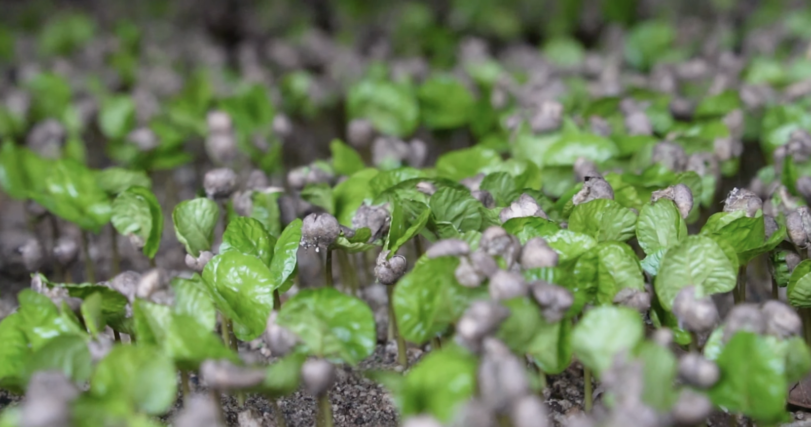 Guatemalan coffee, best Guatemalan coffee, Guatemalan coffee beans, single-origin Guatemalan coffee, Guatemalan coffee flavor, Guatemalan coffee taste, Guatemalan coffee reviews, buy Guatemalan coffee, organic Guatemalan coffee, fair trade Guatemalan coffee, Guatemalan coffee brands, Guatemalan coffee regions, volcanic soil coffee, Guatemalan coffee growers, high altitude coffee, specialty Guatemalan coffee, Guatemalan coffee farm, Guatemalan coffee roasters, Guatemalan coffee exporters, premium Guatemalan coffee, Guatemalan coffee varieties, Guatemalan espresso, Guatemalan drip coffee, Guatemalan coffee pods, Guatemalan coffee subscription, Guatemalan coffee online, Guatemalan coffee near me, Guatemalan coffee history, Guatemalan coffee culture, Guatemalan coffee benefits, fresh Guatemalan coffee, Guatemalan coffee aroma, Guatemalan coffee notes, Guatemalan coffee brewing, Guatemalan coffee guide, Guatemalan coffee tips, authentic Guatemalan coffee, Guatemalan coffee gift, Guatemalan coffee pack, Guatemalan coffee shop, Guatemalan coffee taste test, Guatemalan coffee profile, hand-picked Guatemalan coffee, Guatemalan coffee flavors, unique Guatemalan coffee, Guatemalan coffee suppliers, best coffee from Guatemala, Coffee beans, Coffee, Guatemala, Guatemalan, best espresso machines, best coffee shop in Guatemala,