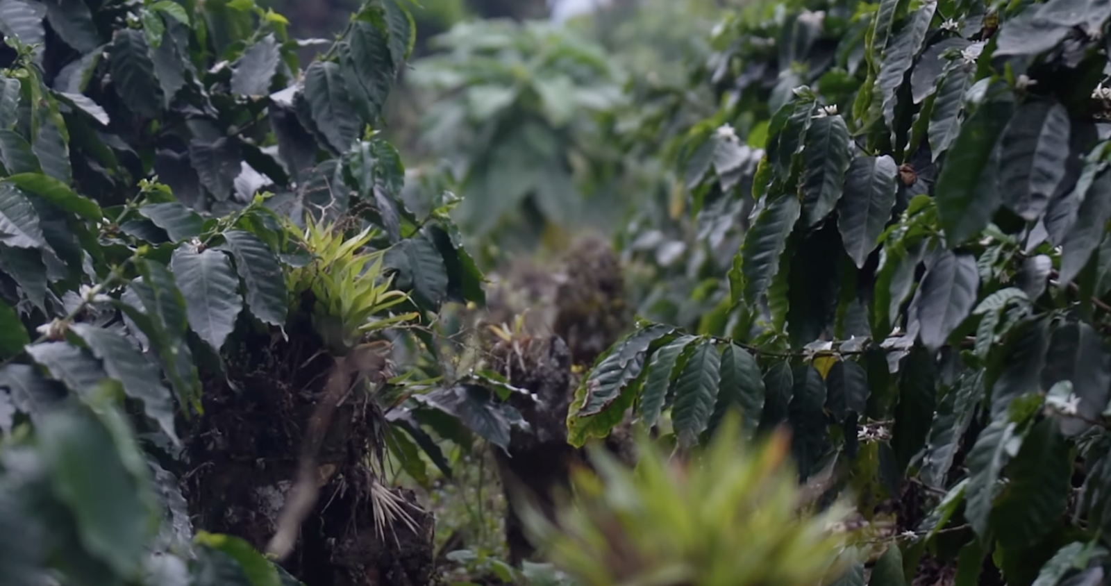 Guatemalan coffee, best Guatemalan coffee, Guatemalan coffee beans, single-origin Guatemalan coffee, Guatemalan coffee flavor, Guatemalan coffee taste, Guatemalan coffee reviews, buy Guatemalan coffee, organic Guatemalan coffee, fair trade Guatemalan coffee, Guatemalan coffee brands, Guatemalan coffee regions, volcanic soil coffee, Guatemalan coffee growers, high altitude coffee, specialty Guatemalan coffee, Guatemalan coffee farm, Guatemalan coffee roasters, Guatemalan coffee exporters, premium Guatemalan coffee, Guatemalan coffee varieties, Guatemalan espresso, Guatemalan drip coffee, Guatemalan coffee pods, Guatemalan coffee subscription, Guatemalan coffee online, Guatemalan coffee near me, Guatemalan coffee history, Guatemalan coffee culture, Guatemalan coffee benefits, fresh Guatemalan coffee, Guatemalan coffee aroma, Guatemalan coffee notes, Guatemalan coffee brewing, Guatemalan coffee guide, Guatemalan coffee tips, authentic Guatemalan coffee, Guatemalan coffee gift, Guatemalan coffee pack, Guatemalan coffee shop, Guatemalan coffee taste test, Guatemalan coffee profile, hand-picked Guatemalan coffee, Guatemalan coffee flavors, unique Guatemalan coffee, Guatemalan coffee suppliers, best coffee from Guatemala, Coffee beans, Coffee, Guatemala, Guatemalan, best espresso machines, best coffee shop in Guatemala,