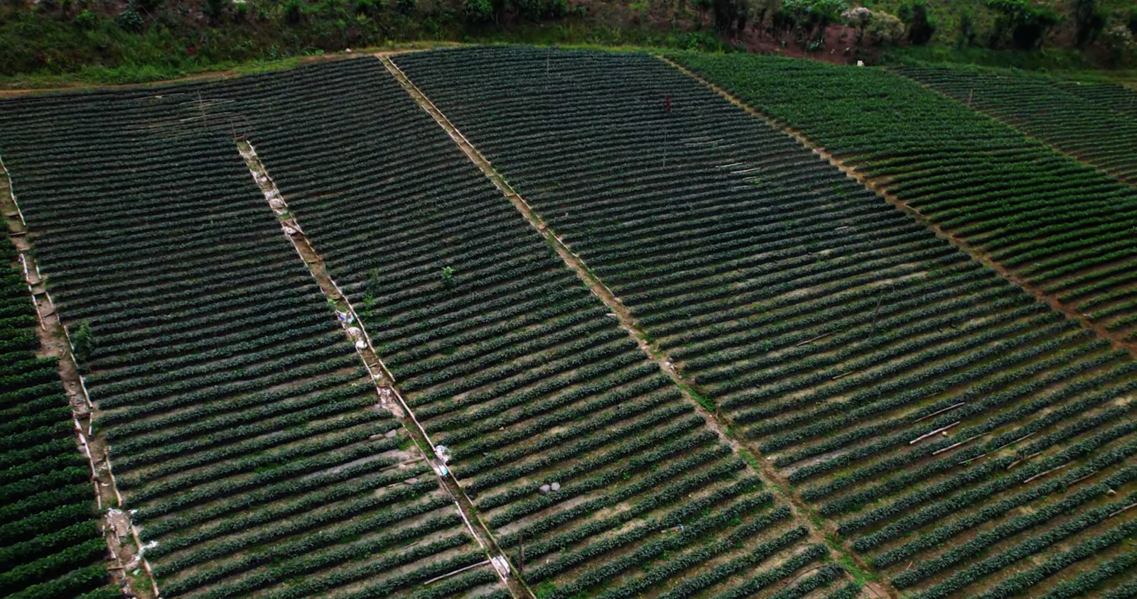 Guatemalan coffee, best Guatemalan coffee, Guatemalan coffee beans, single-origin Guatemalan coffee, Guatemalan coffee flavor, Guatemalan coffee taste, Guatemalan coffee reviews, buy Guatemalan coffee, organic Guatemalan coffee, fair trade Guatemalan coffee, Guatemalan coffee brands, Guatemalan coffee regions, volcanic soil coffee, Guatemalan coffee growers, high altitude coffee, specialty Guatemalan coffee, Guatemalan coffee farm, Guatemalan coffee roasters, Guatemalan coffee exporters, premium Guatemalan coffee, Guatemalan coffee varieties, Guatemalan espresso, Guatemalan drip coffee, Guatemalan coffee pods, Guatemalan coffee subscription, Guatemalan coffee online, Guatemalan coffee near me, Guatemalan coffee history, Guatemalan coffee culture, Guatemalan coffee benefits, fresh Guatemalan coffee, Guatemalan coffee aroma, Guatemalan coffee notes, Guatemalan coffee brewing, Guatemalan coffee guide, Guatemalan coffee tips, authentic Guatemalan coffee, Guatemalan coffee gift, Guatemalan coffee pack, Guatemalan coffee shop, Guatemalan coffee taste test, Guatemalan coffee profile, hand-picked Guatemalan coffee, Guatemalan coffee flavors, unique Guatemalan coffee, Guatemalan coffee suppliers, best coffee from Guatemala, Coffee beans, Coffee, Guatemala, Guatemalan, best espresso machines, best coffee shop in Guatemala,