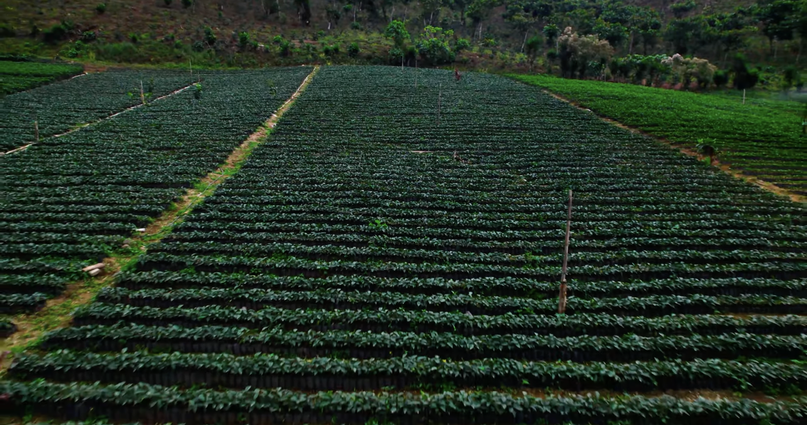 Guatemalan coffee, best Guatemalan coffee, Guatemalan coffee beans, single-origin Guatemalan coffee, Guatemalan coffee flavor, Guatemalan coffee taste, Guatemalan coffee reviews, buy Guatemalan coffee, organic Guatemalan coffee, fair trade Guatemalan coffee, Guatemalan coffee brands, Guatemalan coffee regions, volcanic soil coffee, Guatemalan coffee growers, high altitude coffee, specialty Guatemalan coffee, Guatemalan coffee farm, Guatemalan coffee roasters, Guatemalan coffee exporters, premium Guatemalan coffee, Guatemalan coffee varieties, Guatemalan espresso, Guatemalan drip coffee, Guatemalan coffee pods, Guatemalan coffee subscription, Guatemalan coffee online, Guatemalan coffee near me, Guatemalan coffee history, Guatemalan coffee culture, Guatemalan coffee benefits, fresh Guatemalan coffee, Guatemalan coffee aroma, Guatemalan coffee notes, Guatemalan coffee brewing, Guatemalan coffee guide, Guatemalan coffee tips, authentic Guatemalan coffee, Guatemalan coffee gift, Guatemalan coffee pack, Guatemalan coffee shop, Guatemalan coffee taste test, Guatemalan coffee profile, hand-picked Guatemalan coffee, Guatemalan coffee flavors, unique Guatemalan coffee, Guatemalan coffee suppliers, best coffee from Guatemala, Coffee beans, Coffee, Guatemala, Guatemalan, best espresso machines, best coffee shop in Guatemala,