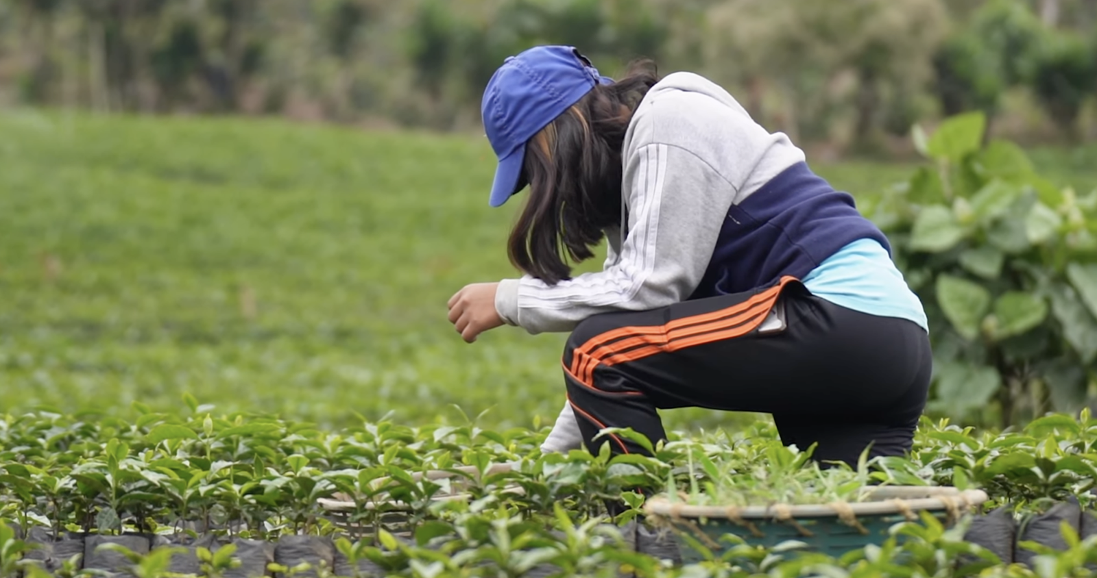 Guatemalan coffee, best Guatemalan coffee, Guatemalan coffee beans, single-origin Guatemalan coffee, Guatemalan coffee flavor, Guatemalan coffee taste, Guatemalan coffee reviews, buy Guatemalan coffee, organic Guatemalan coffee, fair trade Guatemalan coffee, Guatemalan coffee brands, Guatemalan coffee regions, volcanic soil coffee, Guatemalan coffee growers, high altitude coffee, specialty Guatemalan coffee, Guatemalan coffee farm, Guatemalan coffee roasters, Guatemalan coffee exporters, premium Guatemalan coffee, Guatemalan coffee varieties, Guatemalan espresso, Guatemalan drip coffee, Guatemalan coffee pods, Guatemalan coffee subscription, Guatemalan coffee online, Guatemalan coffee near me, Guatemalan coffee history, Guatemalan coffee culture, Guatemalan coffee benefits, fresh Guatemalan coffee, Guatemalan coffee aroma, Guatemalan coffee notes, Guatemalan coffee brewing, Guatemalan coffee guide, Guatemalan coffee tips, authentic Guatemalan coffee, Guatemalan coffee gift, Guatemalan coffee pack, Guatemalan coffee shop, Guatemalan coffee taste test, Guatemalan coffee profile, hand-picked Guatemalan coffee, Guatemalan coffee flavors, unique Guatemalan coffee, Guatemalan coffee suppliers, best coffee from Guatemala, Coffee beans, Coffee, Guatemala, Guatemalan, best espresso machines, best coffee shop in Guatemala,